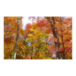 Orange and Yellow Fall Trees Autumn Photography Poster