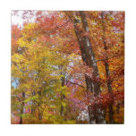 Orange and Yellow Fall Trees Autumn Photography Tile