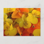 Orange and Yellow Johnny Jump Up Postcard