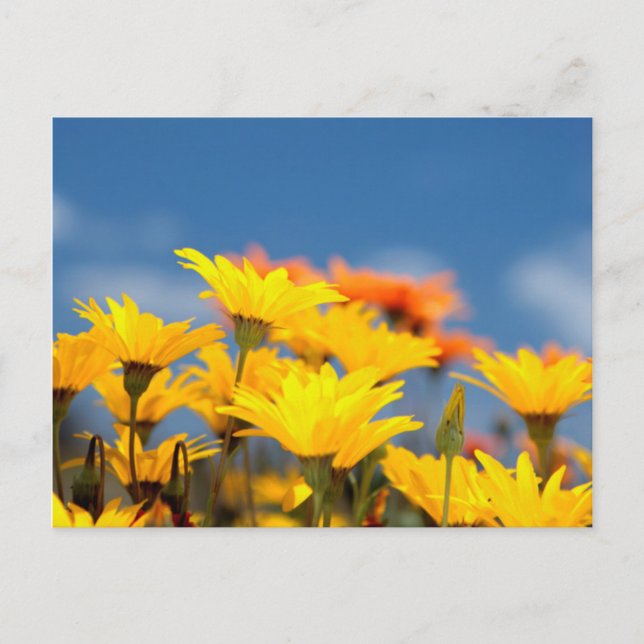 Orange And Yellow Namaqualand Daisies Postcard (Front)