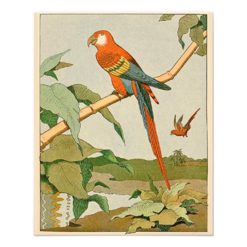 Orange and Yellow Parrot on Bamboo Photo Print