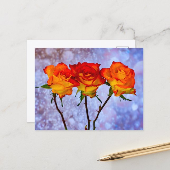 Orange and Yellow Roses in a Row Postcard (Front/Back In Situ)