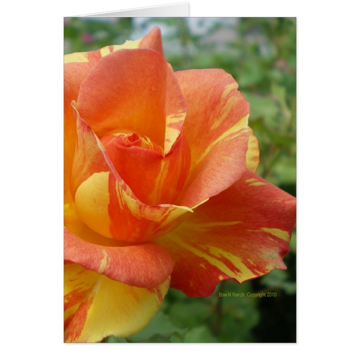 Orange and Yellow Striped Rose Card