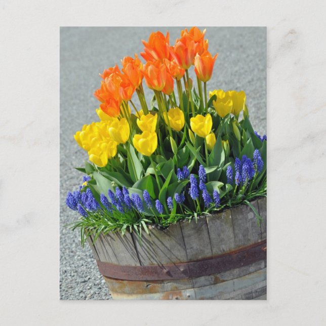 Orange and yellow tulips print postcard (Front)