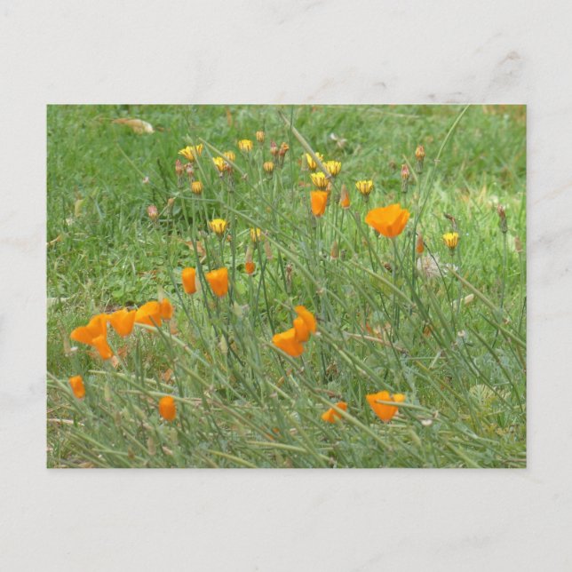 Orange and Yellow Wildflowers DIY Postcard (Front)
