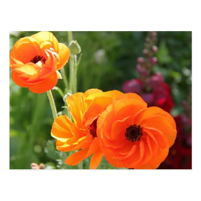 Orange Anemones Flowers Postcard Zazzle Com