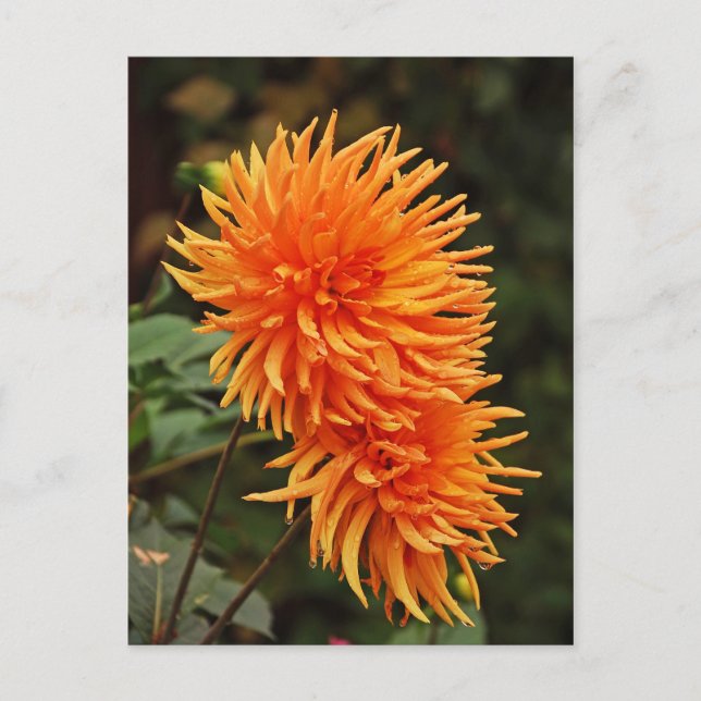 Orange autumn dahlia flowers postcard (Front)