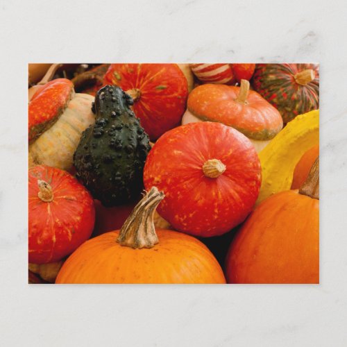 Orange Autumn Pumpkins Postcard