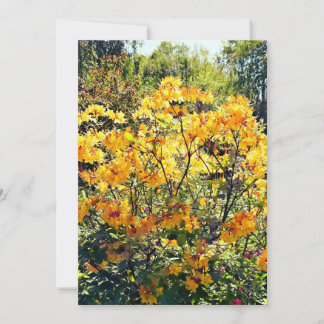 Orange Azalea