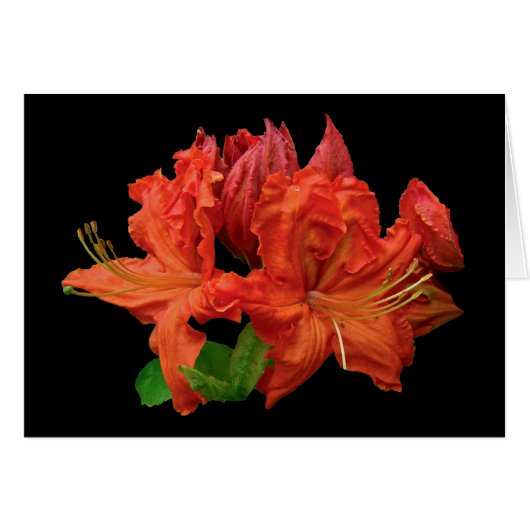 Orange Azalea Blossoms Cards (Front Horizontal)