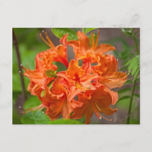 Orange Azalea Bush Floral Postcards