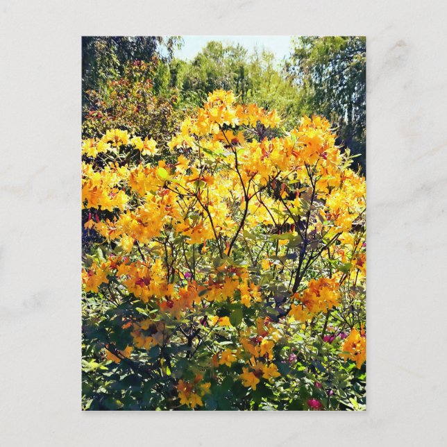 Orange Azalea Postcard (Front)