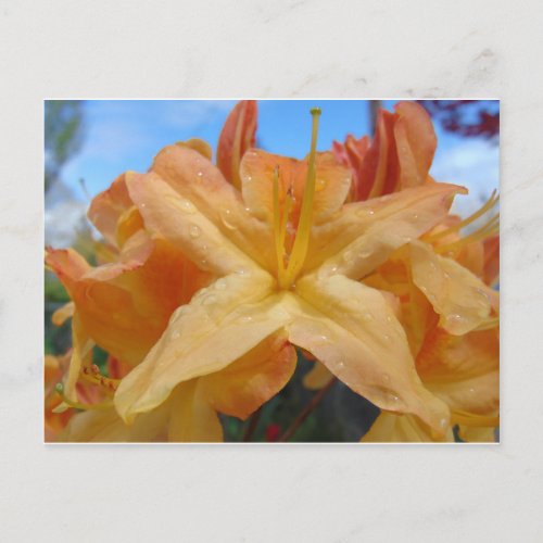 Orange Azaleas Postcard