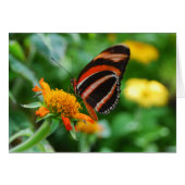 Orange Banded Butterfly (Front Horizontal)