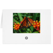 Orange Banded Butterfly Cards (Back Horizontal)