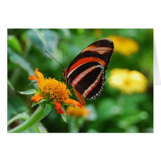 Orange Banded Butterfly Cards (Front Horizontal)