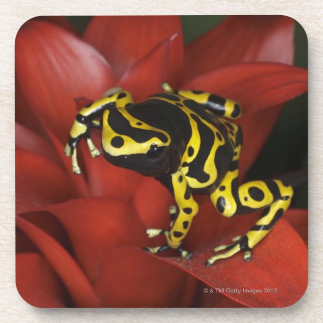 Orange banded dart frog  Dendrobates leucomelas Drink Coaster (Front)