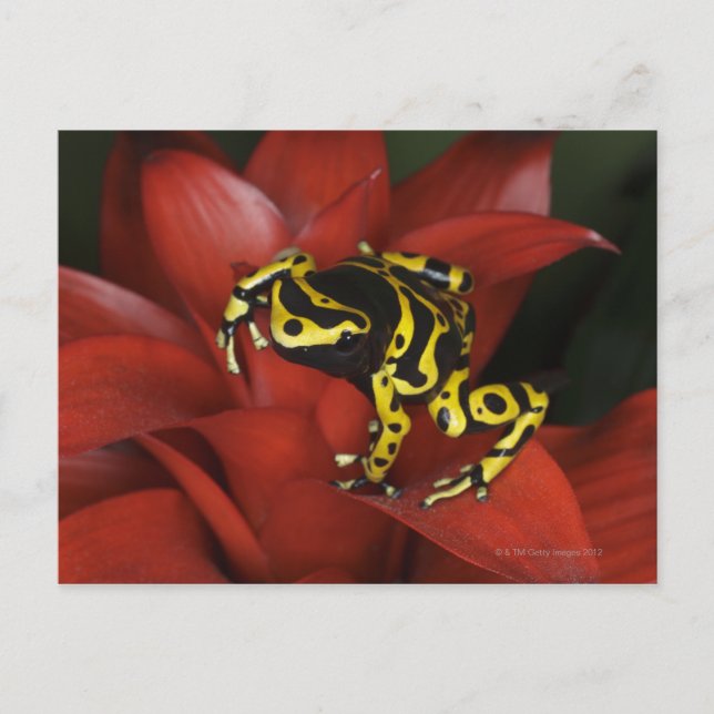 Orange banded dart frog  Dendrobates leucomelas Postcard (Front)
