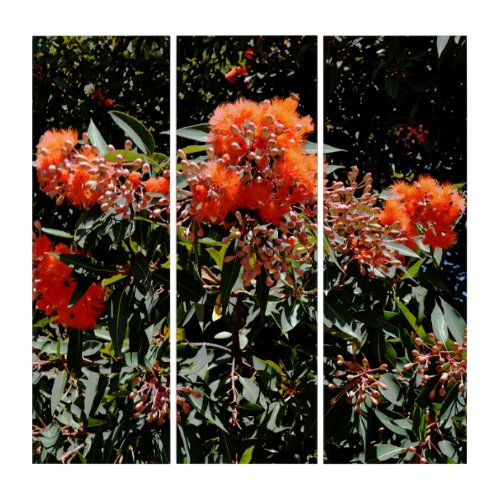 Orange Banksia Flowers Triptych