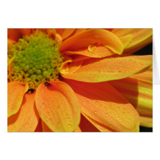 Orange Beauty Cards