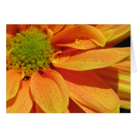 Orange Beauty Cards (Front Horizontal)