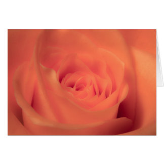 Orange Beauty Cards