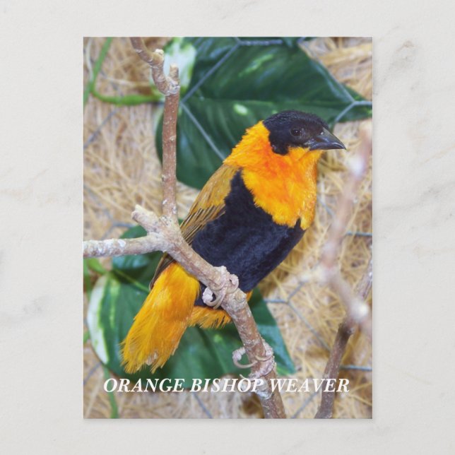 ORANGE BISHOP WEAVER POSTCARD (Front)