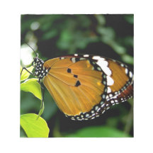 Orange, Black and White Butterfly on Leaf
