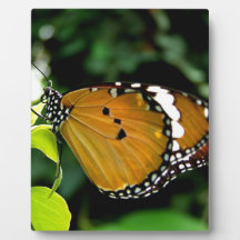 Orange, Black and White Butterfly on Leaf