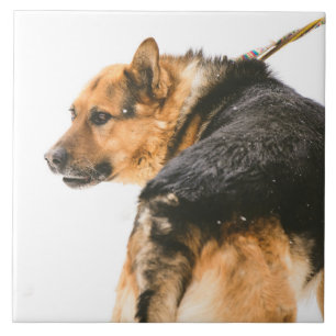 Orange black dog ceramic tile