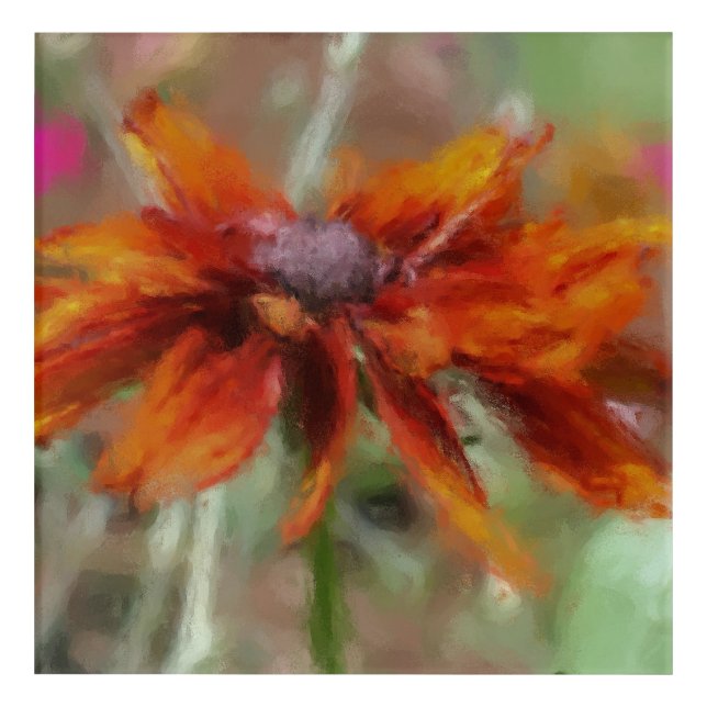 Orange Black Eyed Susan   Acrylic Print (Front)