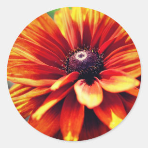 Orange Black Eyed Susan Daisy Flower Classic Round Sticker