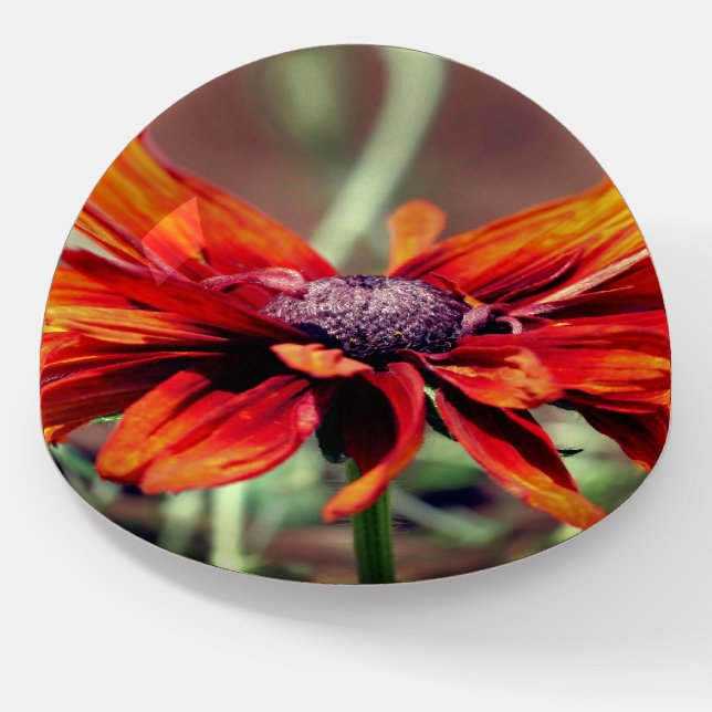 Orange Black Eyed Susan Flower Close Up   Paperweight (Angled)