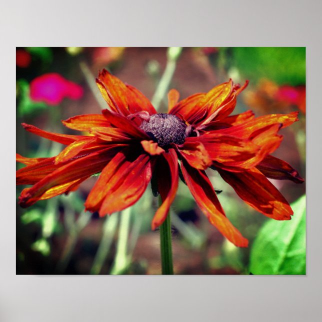 Orange Black Eyed Susan Flower Close Up  Poster (Front)
