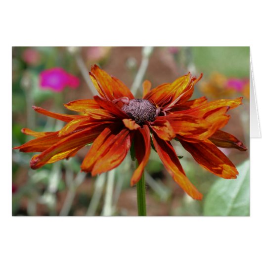 Orange Black Eyed Susan Flower Photography Card (Front Horizontal)