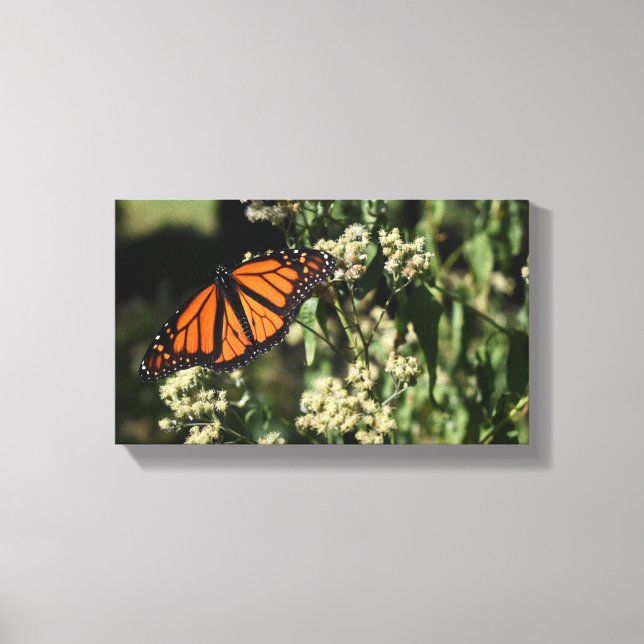 Orange Black Monarch Butterfly Nature Photography Canvas Print (Front)