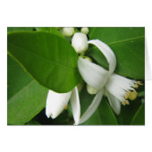 Orange Blossom (Front Horizontal)