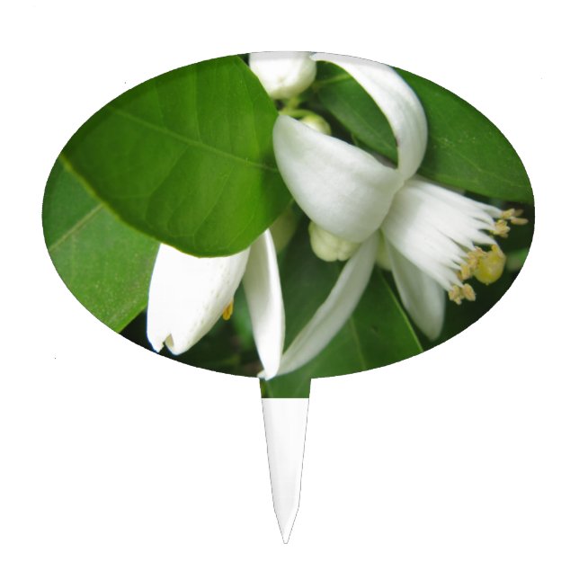 Orange Blossom Cake Topper (Front)