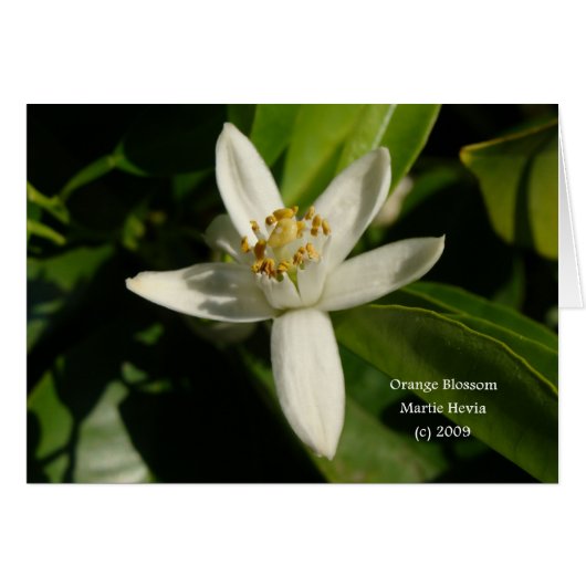 Orange Blossom - California Gardens Card (Front Horizontal)