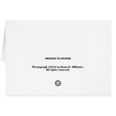 Orange Blossom Cards (Back Horizontal)