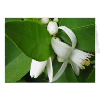 Orange Blossom Cards