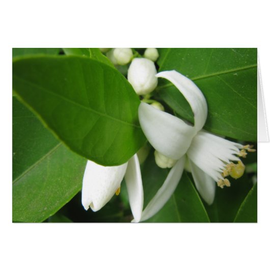 Orange Blossom Cards (Front Horizontal)