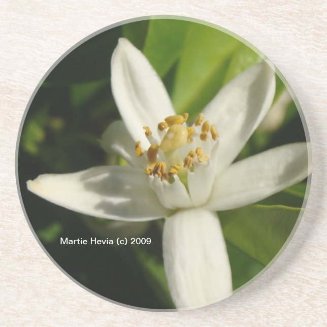 Orange Blossom - Coaster (Front)