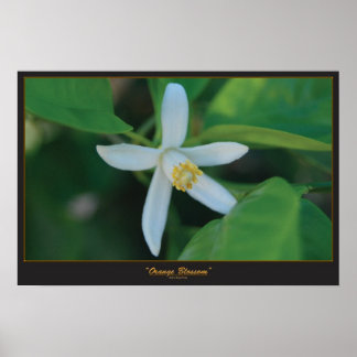 Orange blossom poster