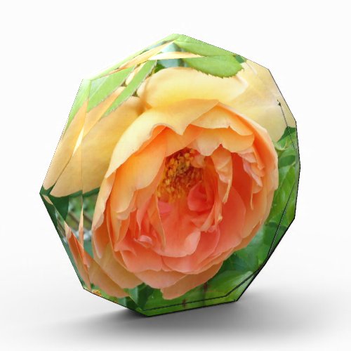 Orange Blush Rose Acrylic Award