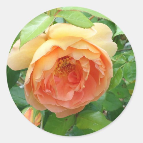 Orange Blush Rose Classic Round Sticker