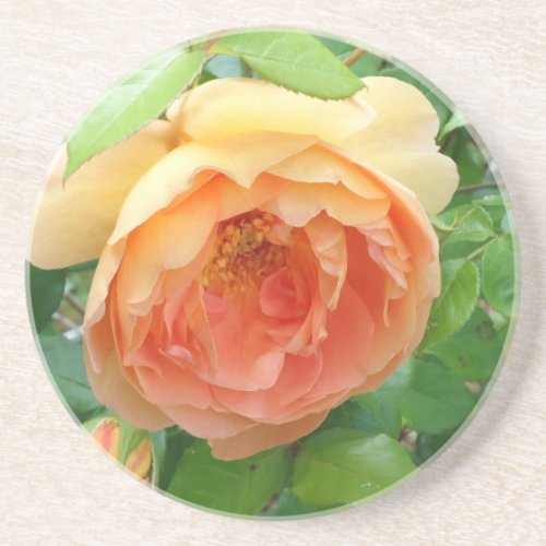 Orange Blush Rose Coaster