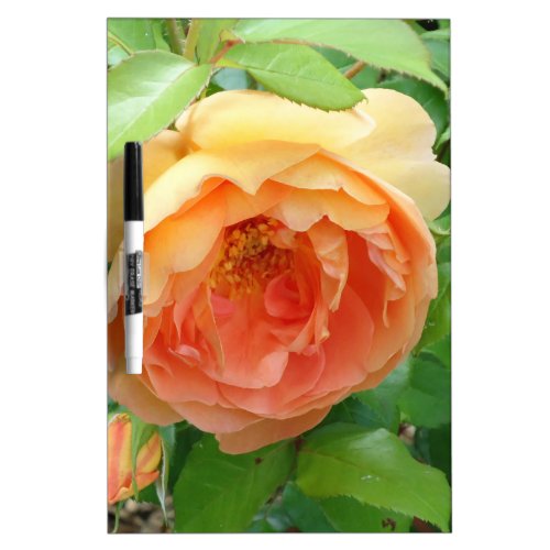 Orange Blush Rose Dry_Erase Board