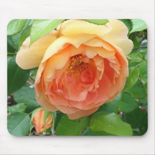 Orange Blush Rose Mouse Pad