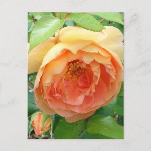 Orange Blush Rose Postcard